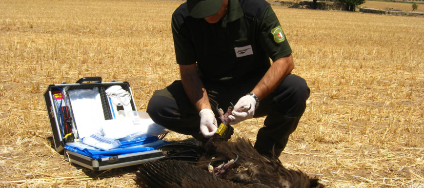 Levantamiento del cadáver de un buitre negro.