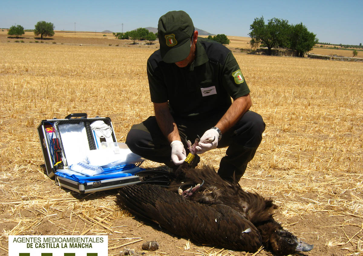 Levantamiento del cadáver de un buitre negro.