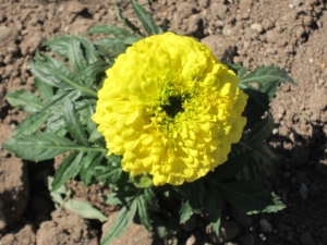 Una primavera que llegará en cuarentena.