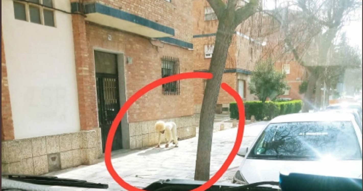 Que no tiene perro, pues se pasea a sí mismo.