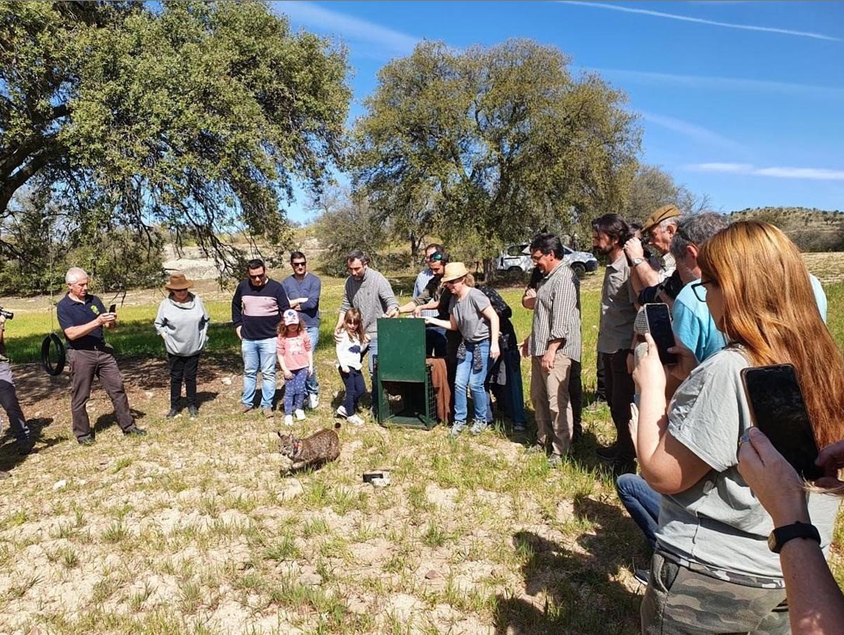 "Quijo", um nuevo ejemplar de lince ibérico en los Montes de Toledo