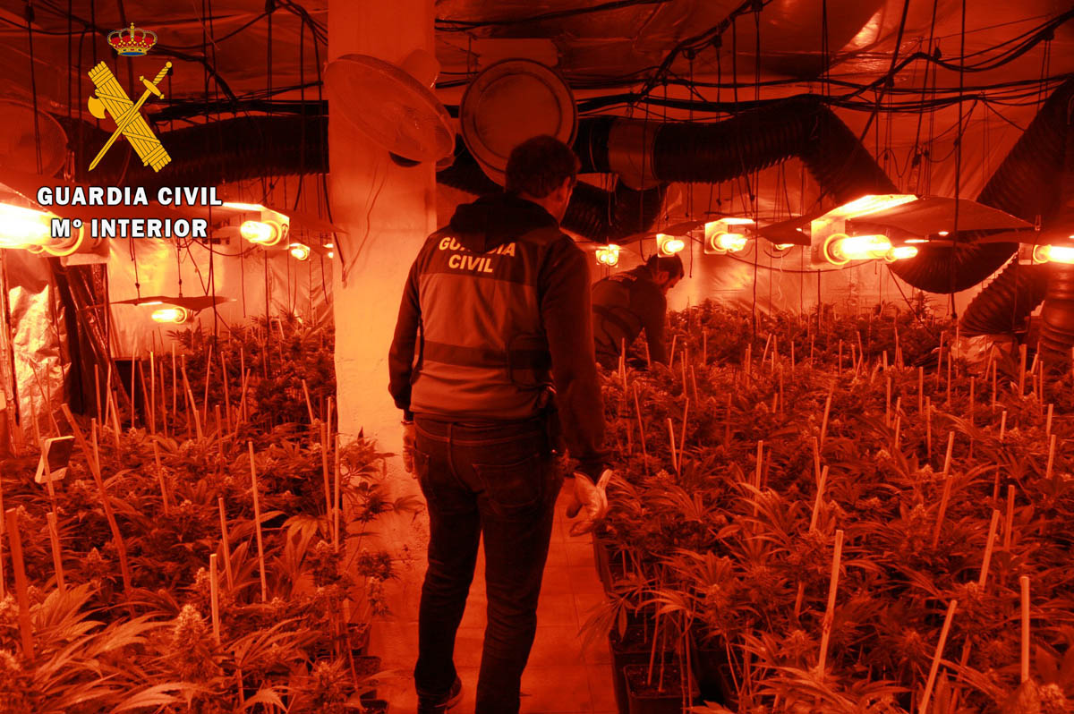 Plantación de marihuana desmantelada en Pepino (Toledo).