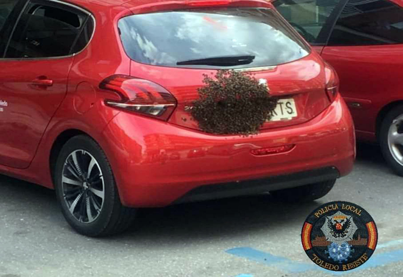 Las abejas casi se "comen" la puerta del maletero y el paragolpes de este coche, como ven en la imagen.