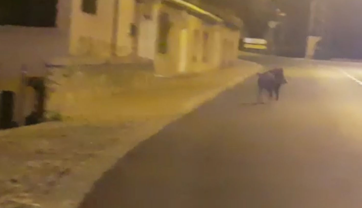 El jabalí, por la carretera del Valle, bajando en dirección hacia el Puente de San Martín. Al final se fue por donde había venido…