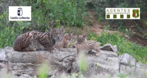 La imagen, sacada del video de los Agentes Medioambientales, es realmente preciosa por su contenido.