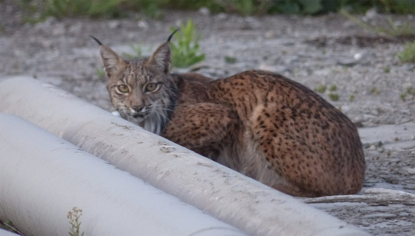 El lince ibérico que "vivía" en una fábrica de Villaluenga de la Sagra y que ha sido rescatado.