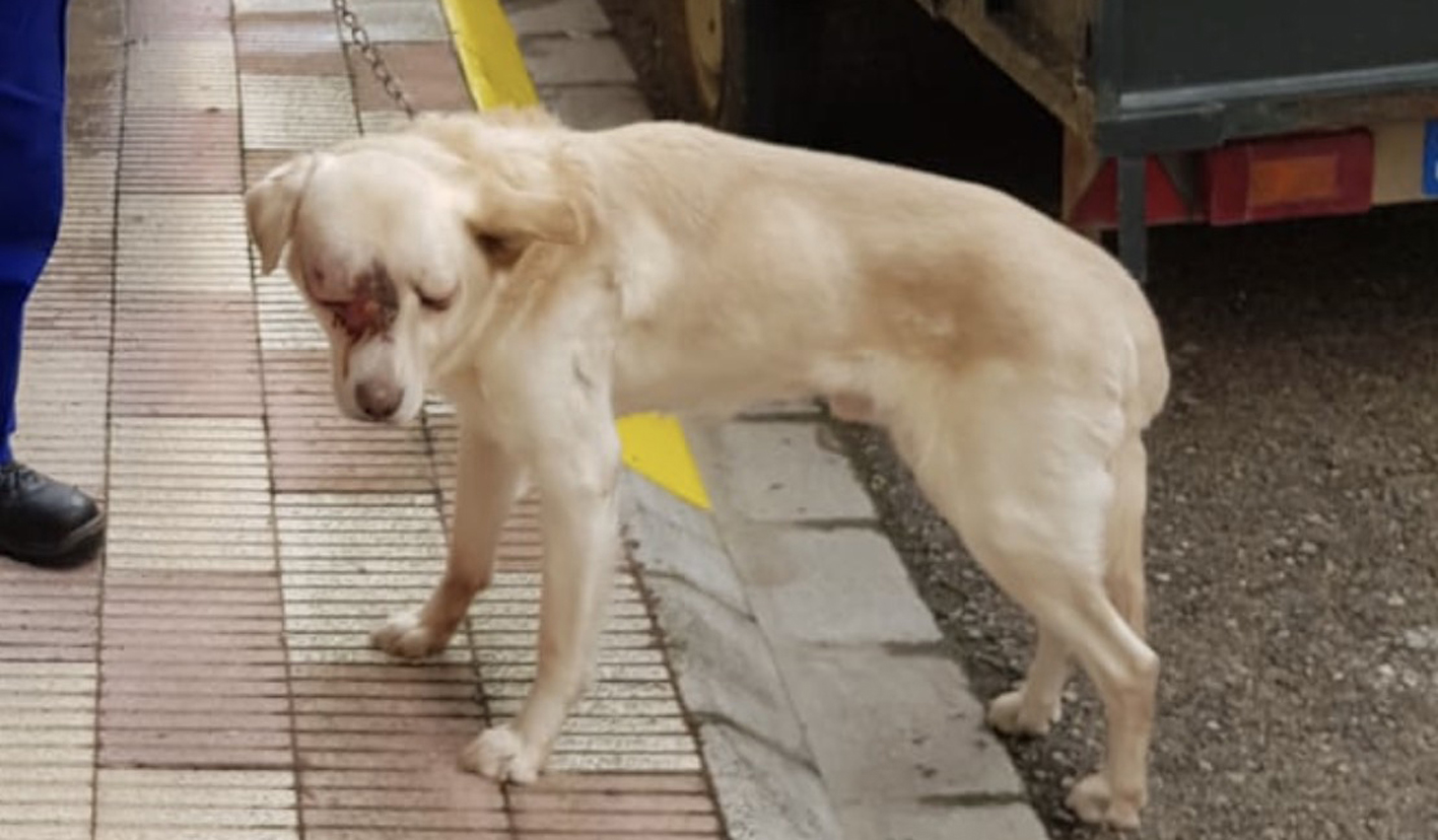 El propietario del animal ha sido detenido. El perro, al que paseaba, no solo presentaba lesiones físicas visibles, sino que también tenía síntomas de desnutrición y abandono.