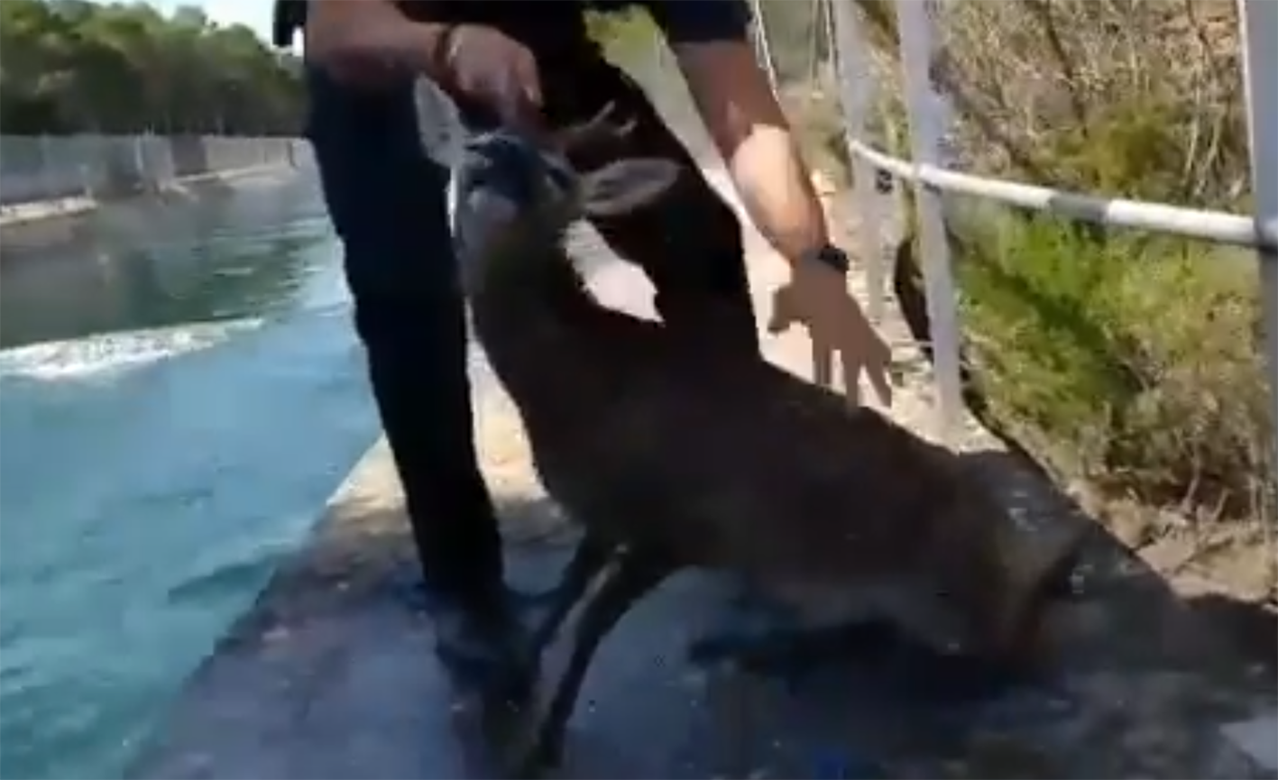 El corzo fue rescatado por dos agentes de la Guardia Civil y fue devuelto a su hábitat natural.