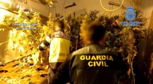 Imagen de la plantación desmantelada en Albacete.