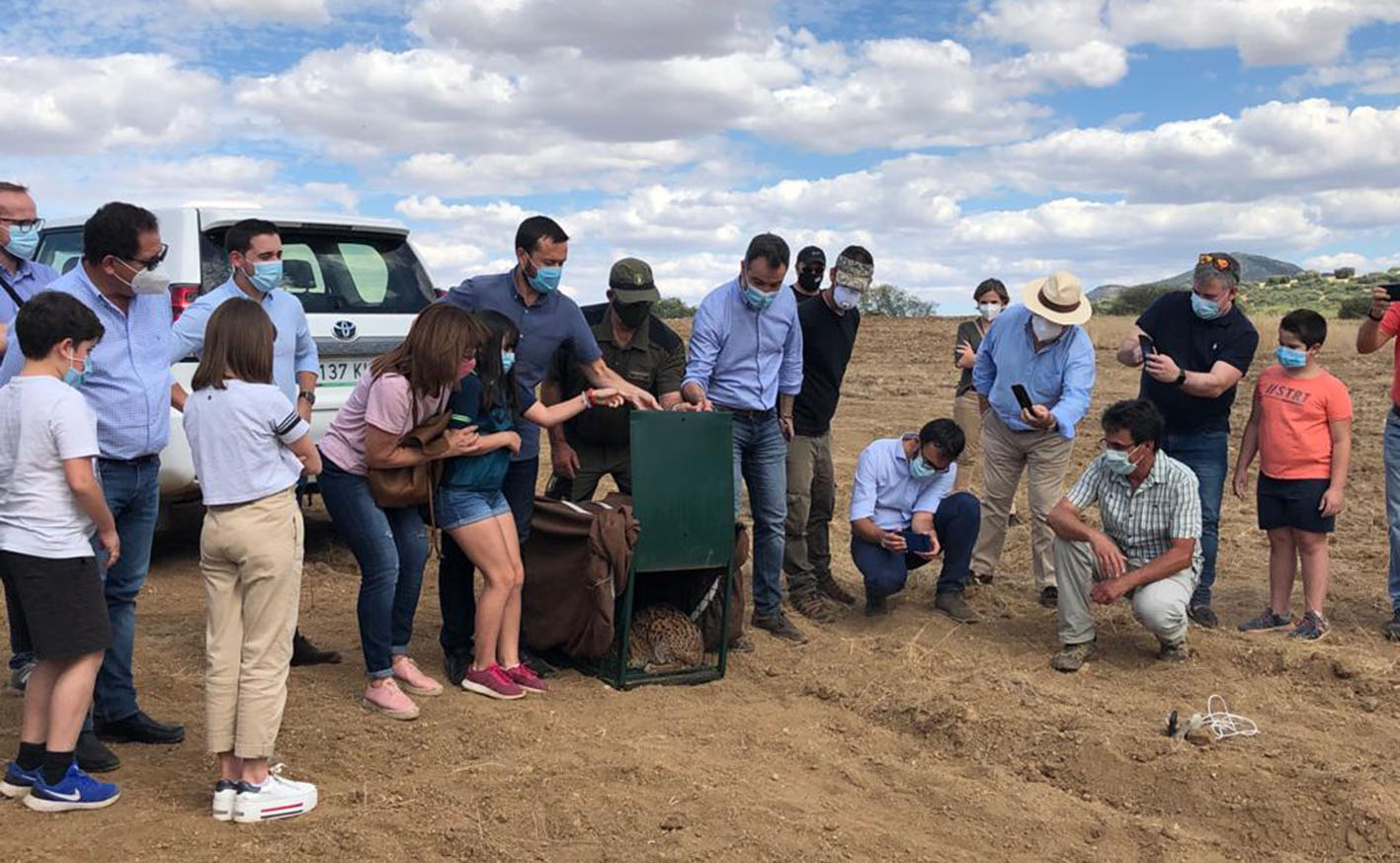 Momento en el que el consejero de Desarrollo Sostenible, José Luis Escudero, procede a la suelta de la lince Quila en El Borril, en los Montes de Toledo.