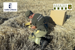 Agente medioambiental rescata varios aguiluchos en CLM.