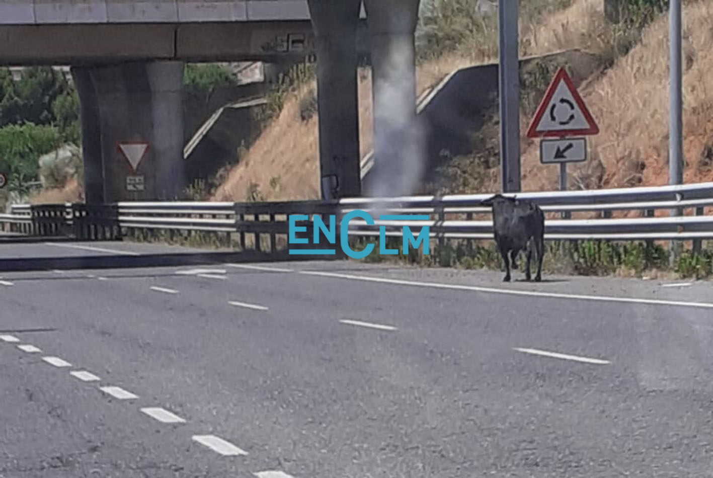 El toro, cuando caminaba por la autovía del Polígono. Minutos más tarde un cazador le mataba.