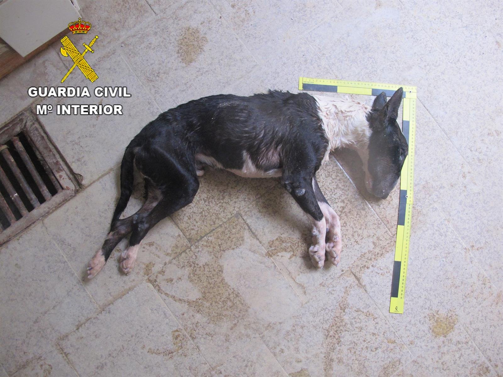 El perro fallecido en Brihuega (Guadalajara).