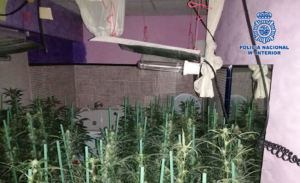 El laboratorio de marihuana estaba en el mismo local en el que se desarrollaban actividades de ocio.