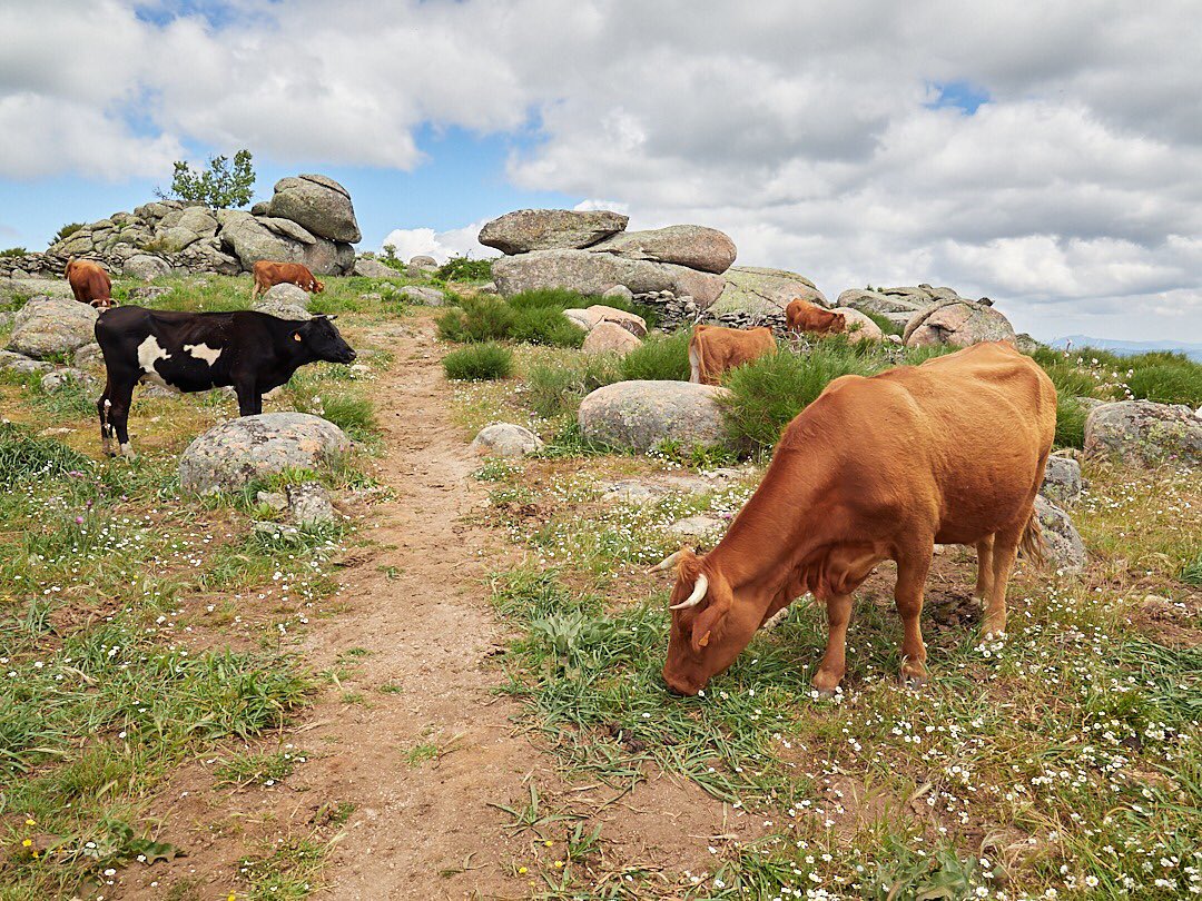 La Junta ha abonado las ayudas a los agricultores y ganaderos de alta montaña