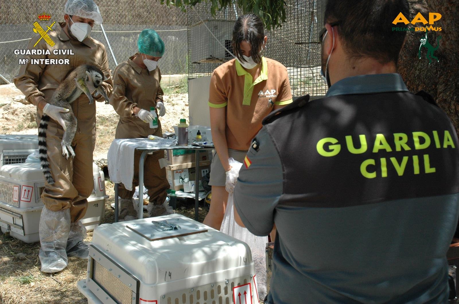 Lémur rescatado por la Guardia Civil en Nerpio