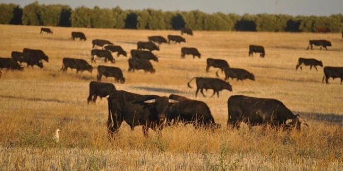 En la imagen, una ganadería de toros de lidia