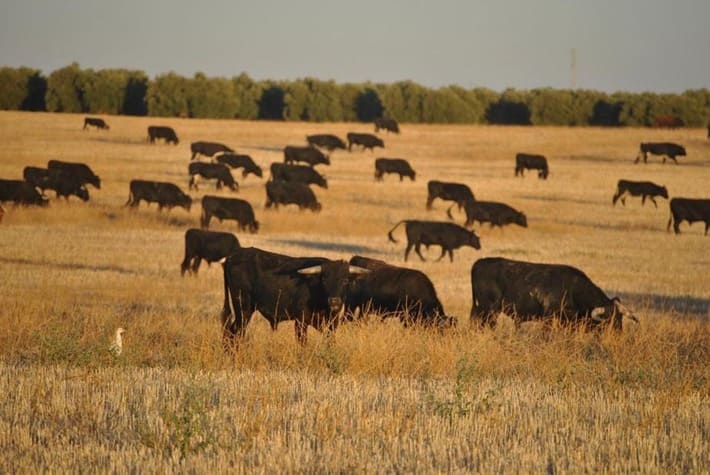 En la imagen, una ganadería de toros de lidia