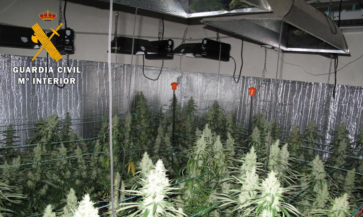 La Guardia Civil descubrió, en el interior de una vivienda, una plantación de marihuana.