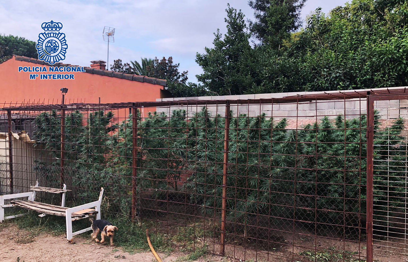 Uno de los detenidos colocó varios cerdos junto a la marihuana para que no se notara el olor.