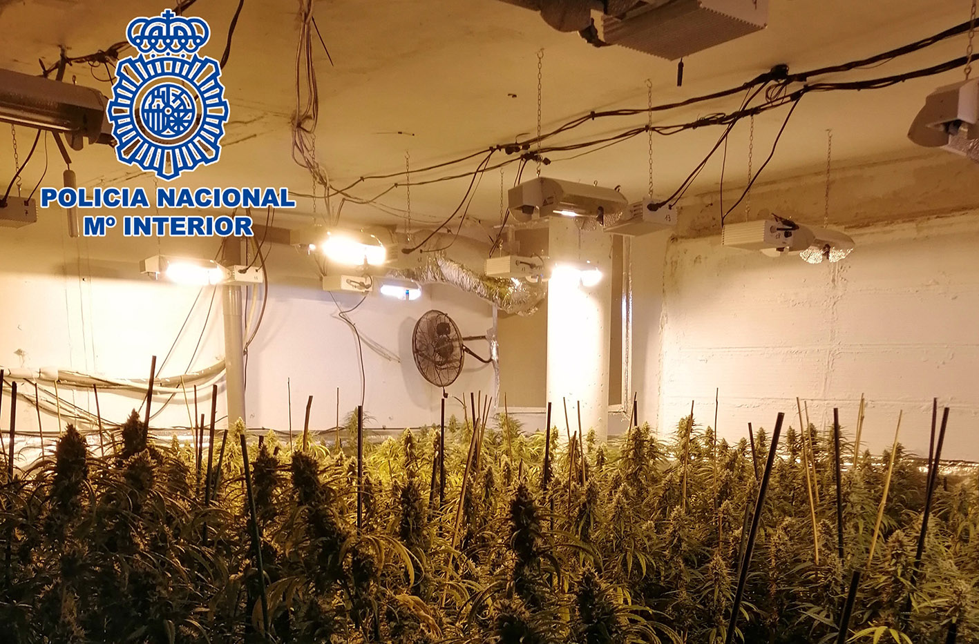 Parte de la marihuana hallada en un sótano de una vivienda en Olías del Rey.