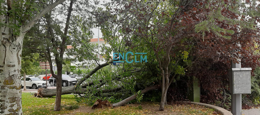 Imagen de archivo de un árbol caído en Toledo. Foto: Rebeca Arango / ENCLM