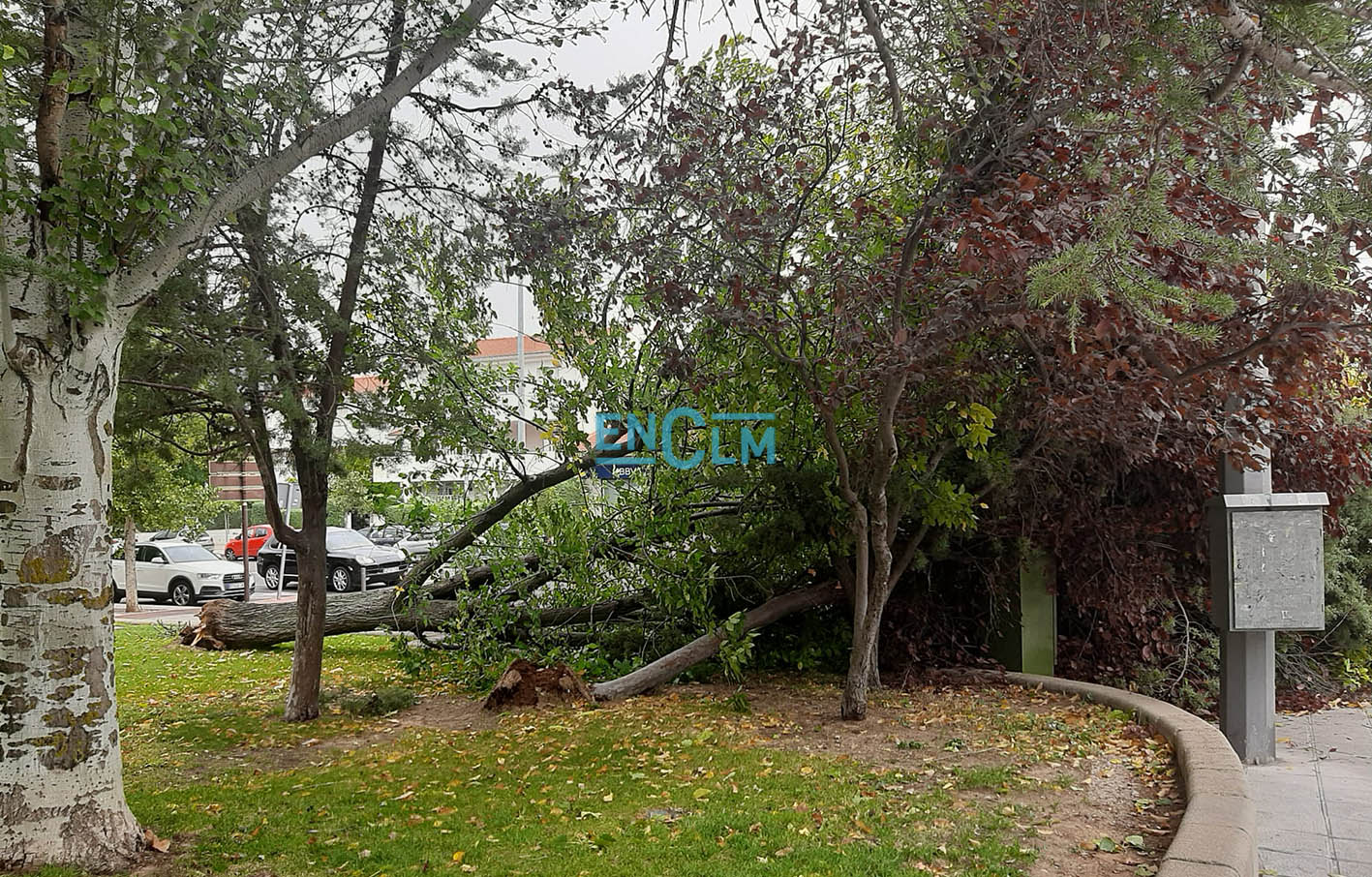 Estos dos árboles se han caído en el barrio del Polígono, en el parque situado frente al centro de salud.