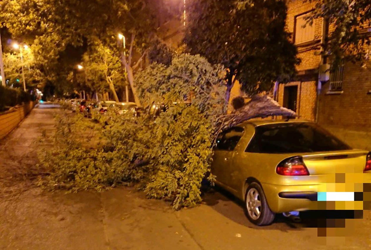 Imagen del árbol que ha caído sobre un vehículo en Puertollano.