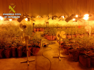 Imagen de una de plantaciones desmanteladas.