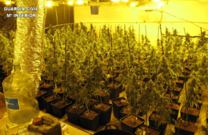 Plantación de marihuana en Seseña