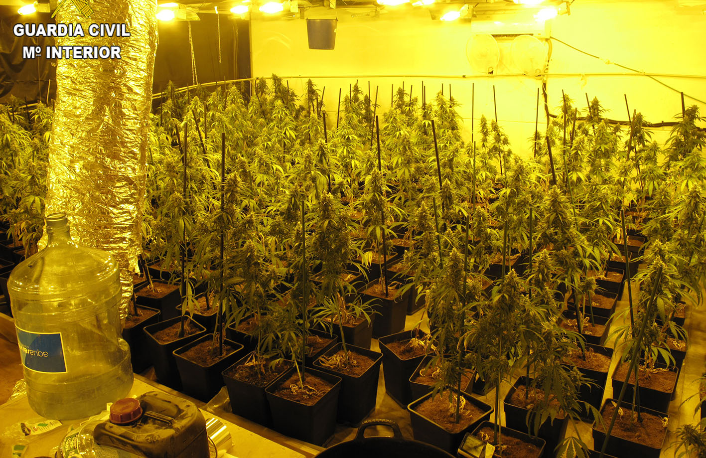 Plantación de marihuana en Seseña