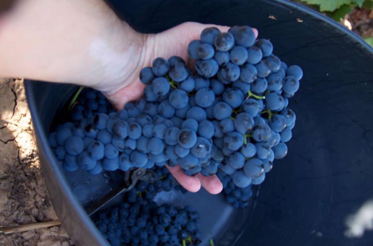 En la foto, detalle de una cosecha de uva
