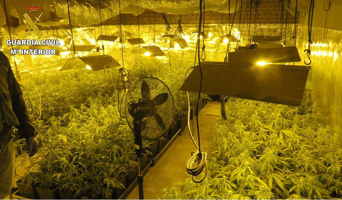 En el sótano de la vivienda había 700 plantas de marihuana.