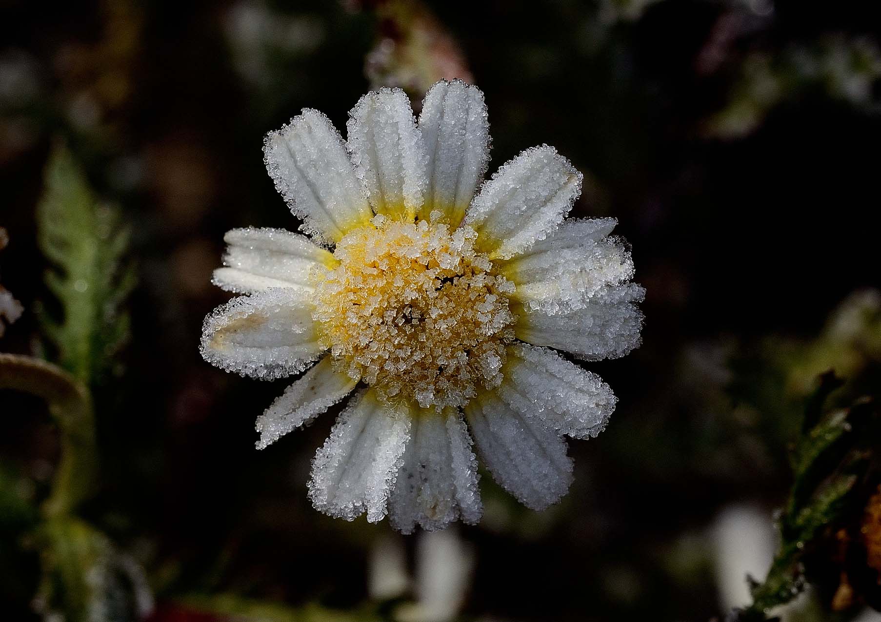 Fotografía ganadora del concurso, realizada en Torrijos.