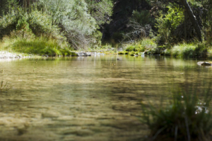El Tajo Dorado, en el tramo del río que forma el Parque Natural del Alto Tajo.
