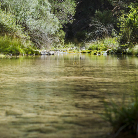 El Tajo Dorado, en el tramo del río que forma el Parque Natural del Alto Tajo.