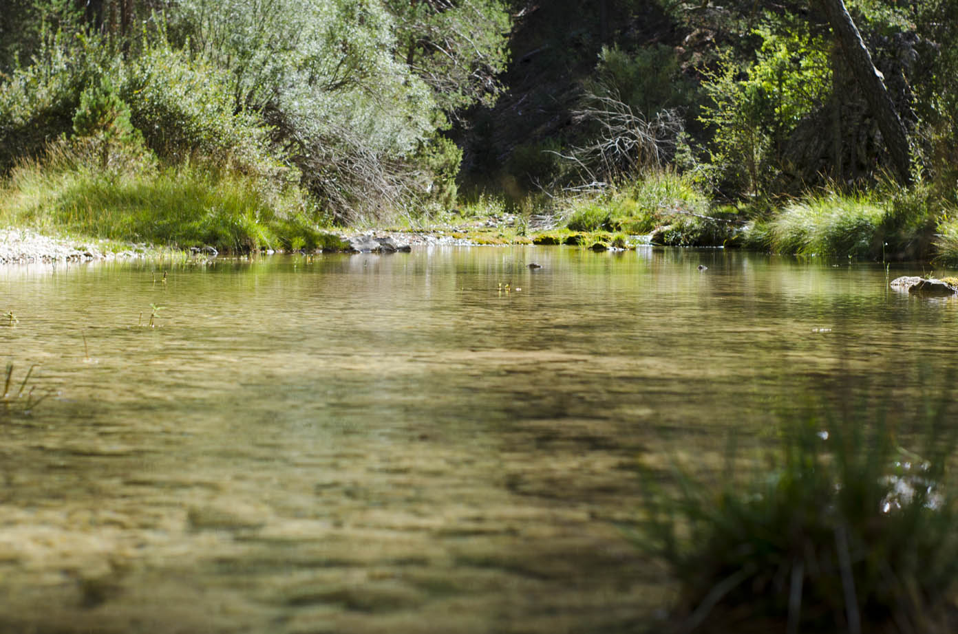 El Tajo Dorado, en el tramo del río que forma el Parque Natural del Alto Tajo.