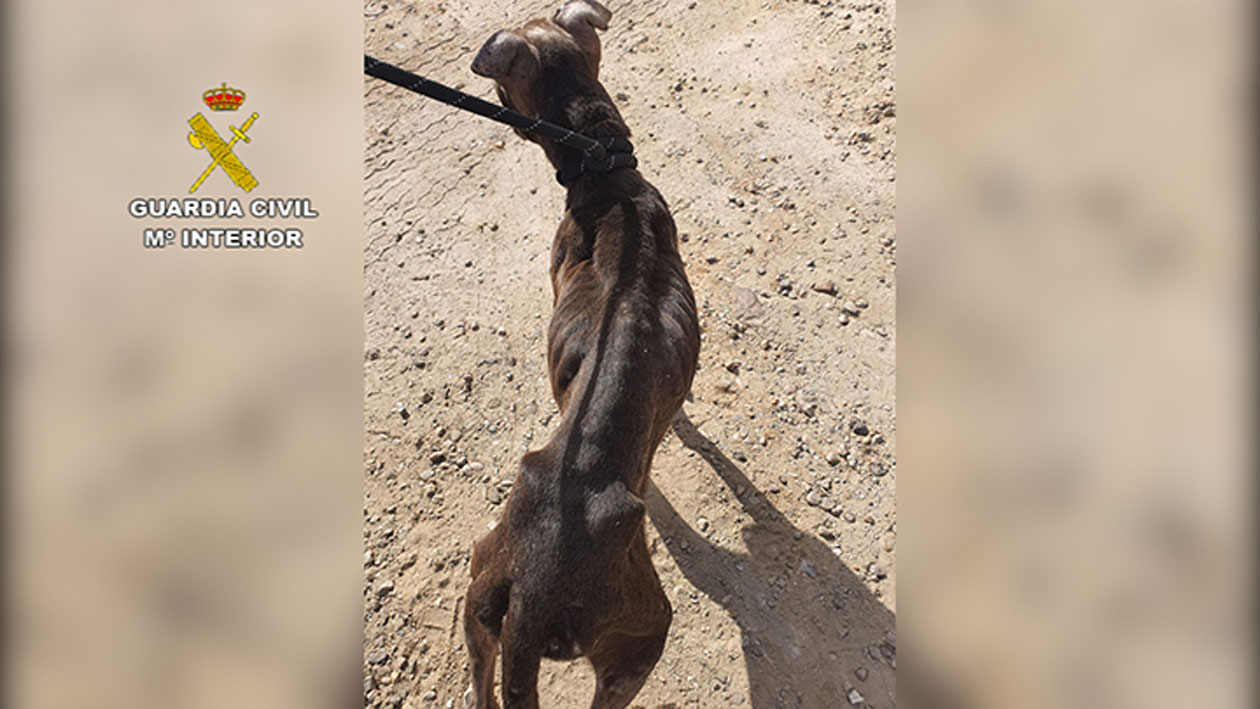 Imagen del perro abandonado en Yuncos, que finalmente murió.