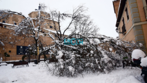 Árboles dañados en Toledo por Filomena