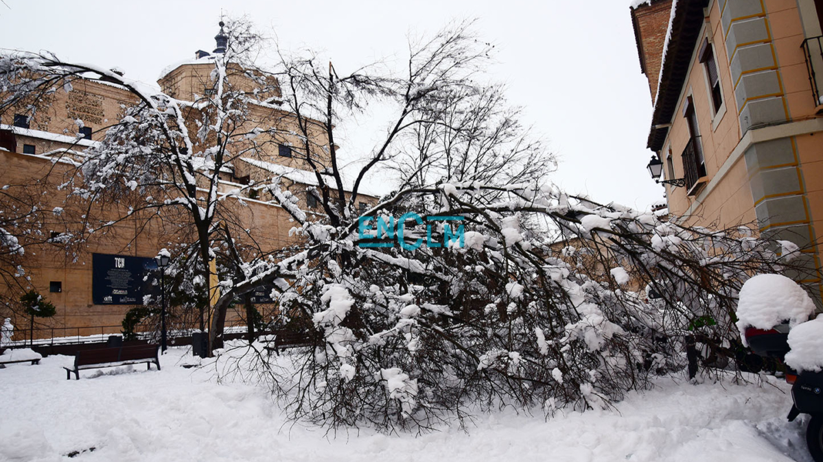 Árboles dañados en Toledo por Filomena