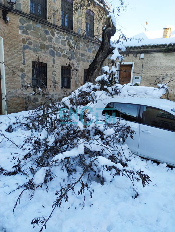 Uno de los árboles caídos en Toledo.