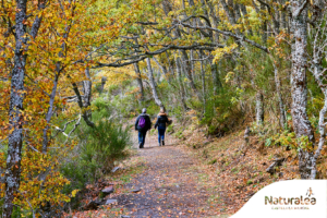 Un impresionante bosque de hayas forma el espectacular Hayedo de la Tejera Negra, nada menos que Patrimonio Mundial de la Unesco, donde encontrarás la sombra que te hace falta…