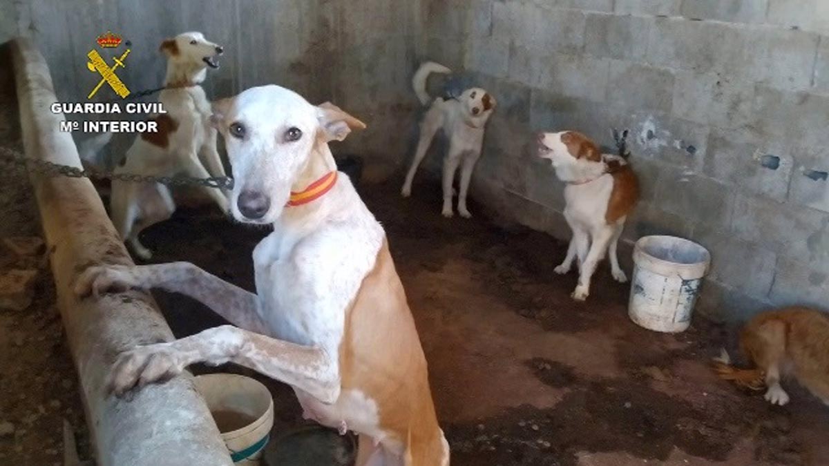 La Guardia Civil desarticula una organización dedicada al robo y venta de perros de caza