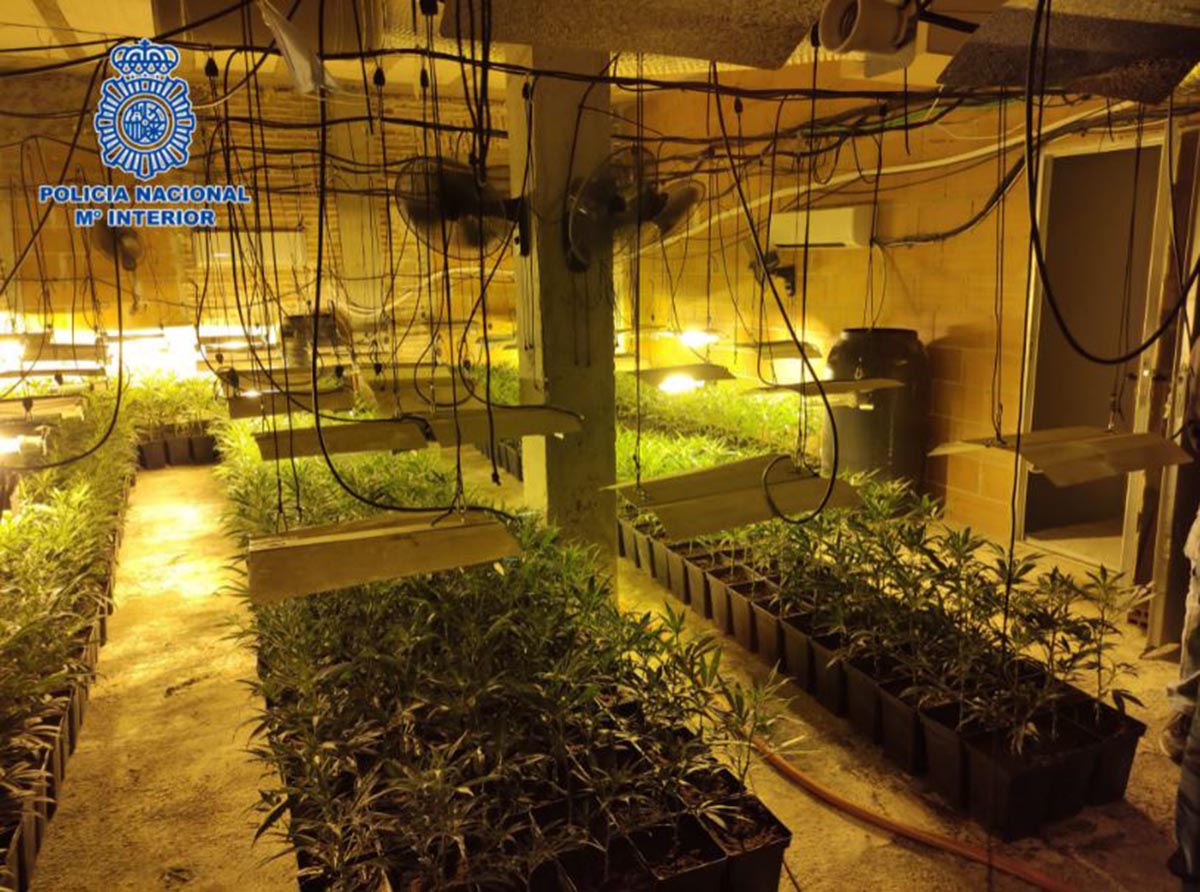 La Policía Nacional desarticula a dos grupos que cultivaban cannabis en la zona de Talavera