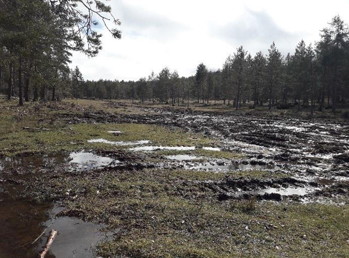 La Cañada del Mostajo, después del paso de la maquinaria pesada, según la Sociedad Entomológica y Ambiental de CLM