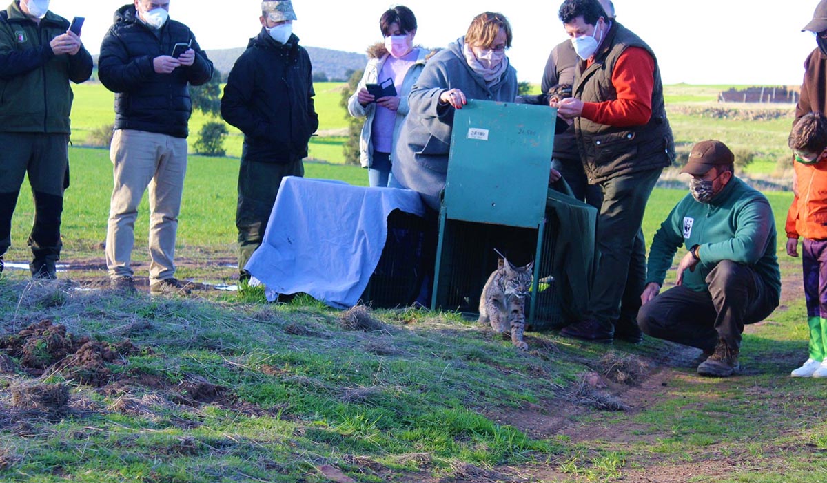 Uno de los primeros linces ibéricos sueltos en 2021