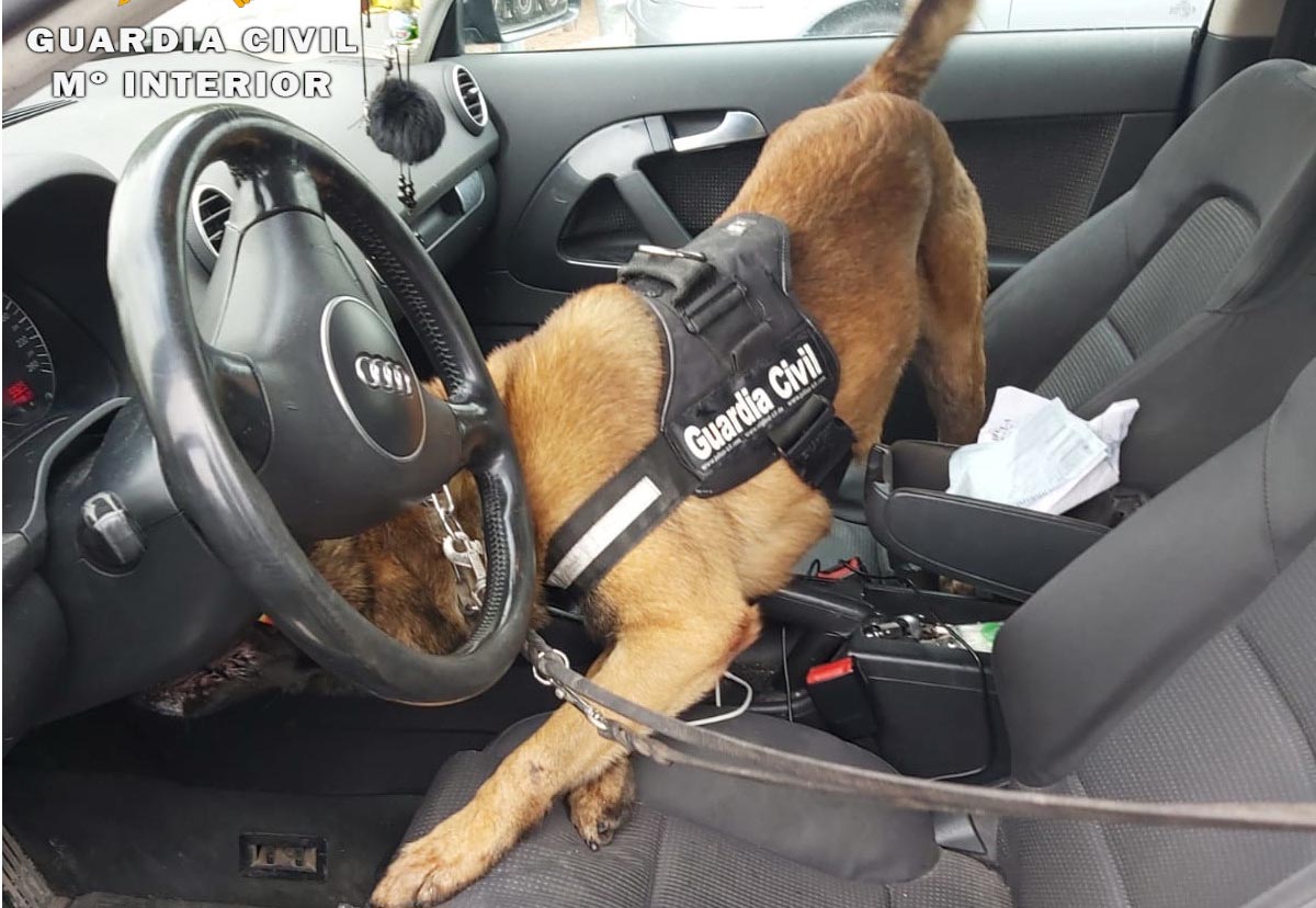 Momento en el que perro descubre el hachís