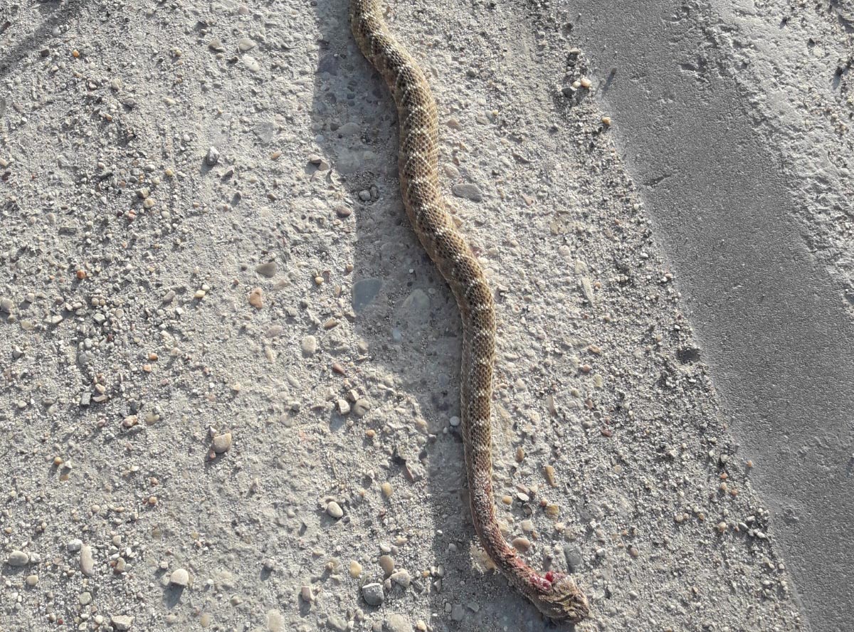 De esta guisa quedó la serpiente cascabel aplastada sobre el asfalto de la carretera