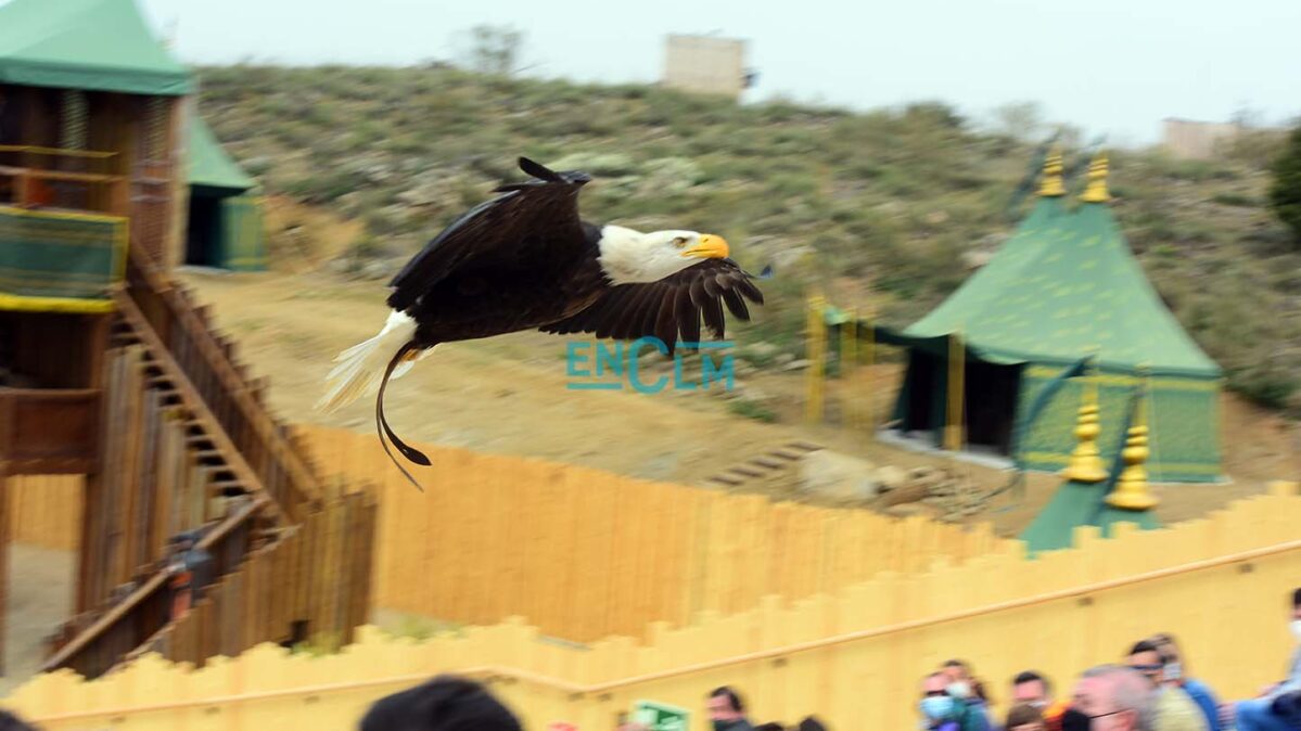 El espectáculo de cetrería, uno de los más llamativos para pequeños y mayores. Foto: Rebeca Arango.