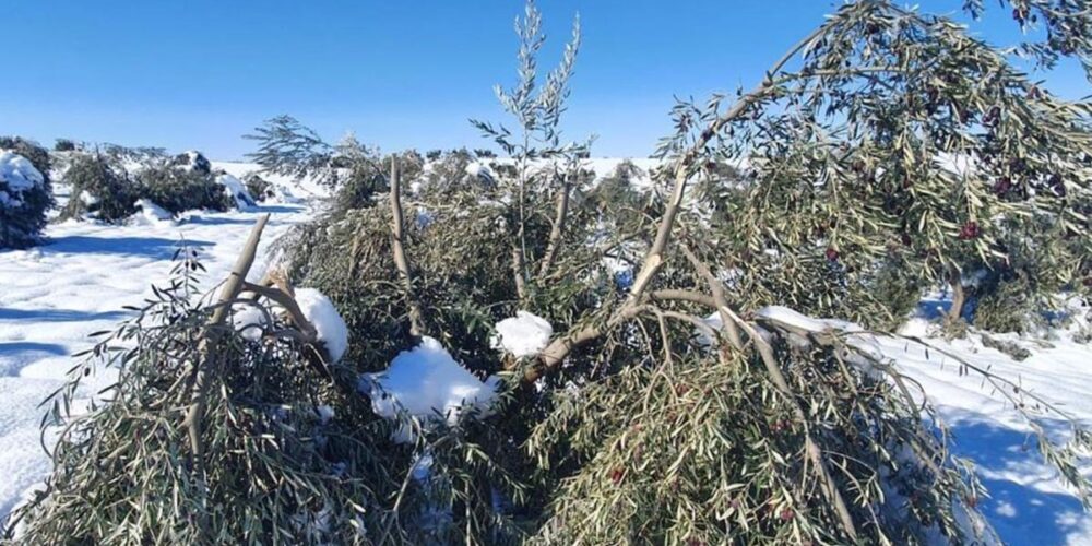 Daños en el olivar causados por Filomena. Foto: Unión de Uniones